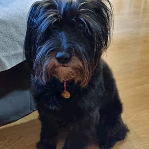 Boarding dog in Budapest pet sitting request