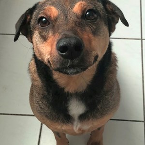 Szállás kutya -ban Budapest kisállatszitting kérés