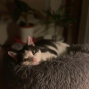 Szittelés a gazdinál cica -ban Budapest kisállatszitting kérés