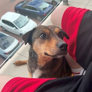 Szállás kutya -ban Budapest kisállatszitting kérés