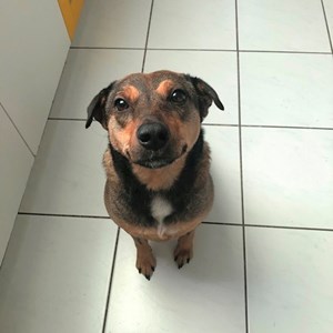 Szállás kutya -ban Budapest kisállatszitting kérés