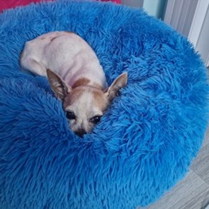 Kutyasétáltatás kutya -ban Budapest kisállatszitting kérés