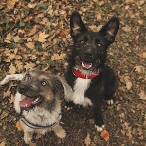 Sitting at owner dogs in Budapest pet sitting request