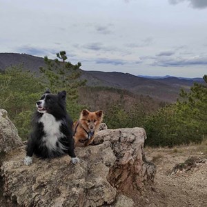 Boarding dogs in Budapest pet sitting request