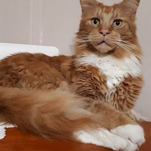 Sitting at owner cat in Veszprém pet sitting request