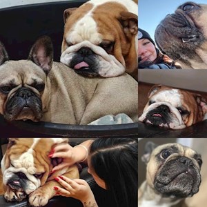 Walks dogs in Budapest pet sitting request