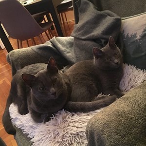 Visits cats in Budapest pet sitting request