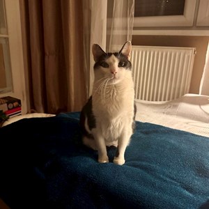 Szittelés a gazdinál cica -ban Budapest kisállatszitting kérés