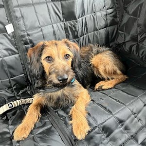 Sitting at owner dog in Budapest pet sitting request