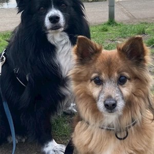 Boarding dogs in Budapest pet sitting request