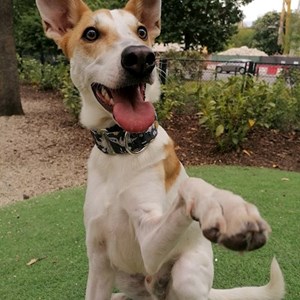 Szállás kutya -ban Budapest kisállatszitting kérés