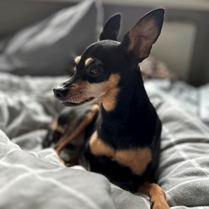 Pet Day Care dog in Budapest pet sitting request