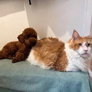 Tóth- petsitter Budapest vagy Állat szitter a Cicák