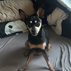 Boarding dog in Budapest pet sitting request