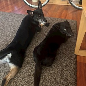 Ábrányi- petsitter Budapest vagy Állat szitter a Kutyák