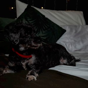 Csáti- petsitter Maglód vagy Állat szitter a