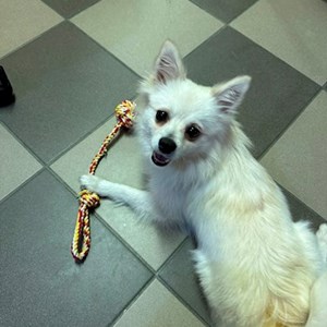 Yoonseo- petsitter Budapest vagy Állat szitter a