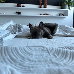 Gácsi- petsitter Budapest vagy Állat szitter a