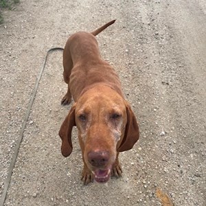 Kós- petsitter Budapest vagy Állat szitter a