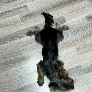 Oldal- petsitter Pécs vagy Állat szitter a