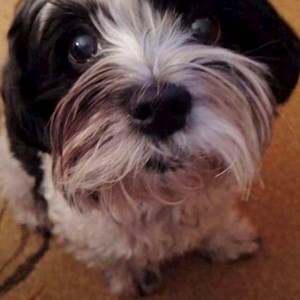 Kutyasétáltatás kutya -ban Budapest kisállatszitting kérés