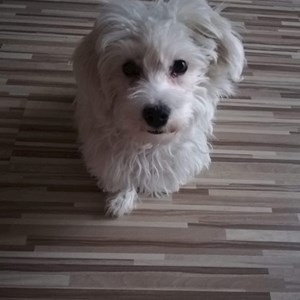 Egy látogatás kutya -ban Budapest kisállatszitting kérés