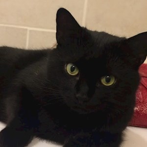 Visits cat in Budapest pet sitting request