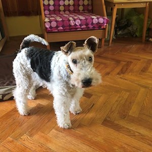Boarding dog in Szentendre pet sitting request
