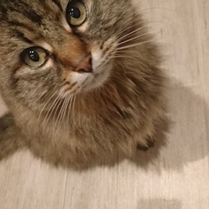 One visit cat in Pécs pet sitting request