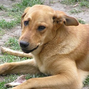 Egy látogatás kutya -ban Budakeszi kisállatszitting kérés