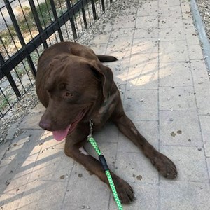 Boarding dog in Budapest pet sitting request