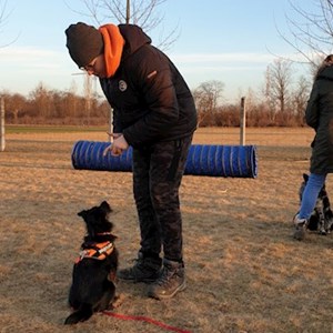 Boarding dog in Tárnok pet sitting request