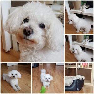 Sitting at owner dog in Budapest pet sitting request
