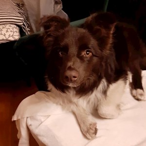 Dog Walking ]]] [[[in Budapest pet sitting request