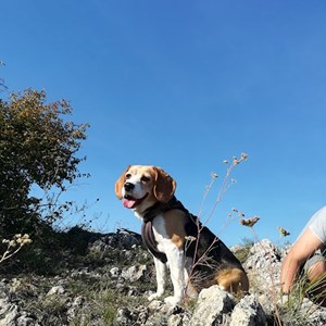 One visit dog in Budapest pet sitting request