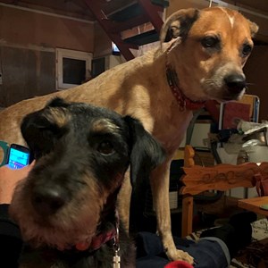 Boarding dogs in Budapest pet sitting request