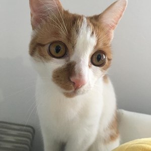 Szállás cica -ban Budapest kisállatszitting kérés