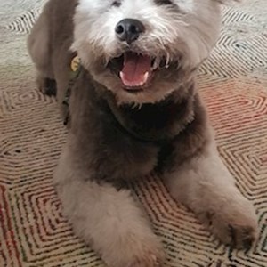 Pet Day Care dog in Budapest pet sitting request