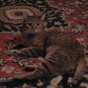 Szállás cica -ban Budapest kisállatszitting kérés