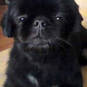 Sétáltatások kutya -ban Budapest kisállatszitting kérés