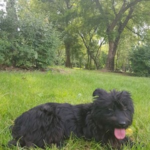 Pet Day Care dog in Budapest pet sitting request