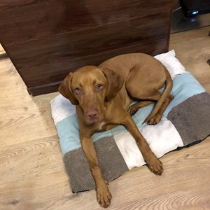 Szállás kutya -ban Budapest kisállatszitting kérés