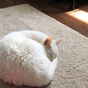 Szittelés a gazdinál cica -ban Budapest kisállatszitting kérés