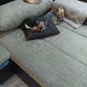 Walks dogs in Budapest pet sitting request