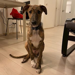 Pet Day Care dog in Budapest pet sitting request