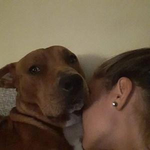 Szállás kutya -ban Mosonmagyaróvár kisállatszitting kérés