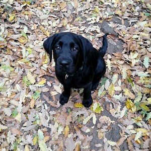 Dog Walking dog in Budapest pet sitting request