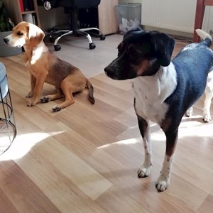 Szállás kutyák -ban Budapest kisállatszitting kérés
