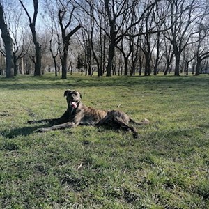 Boarding dog in Budapest pet sitting request