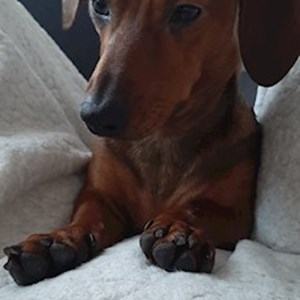 Pet Day Care dog in Budapest pet sitting request